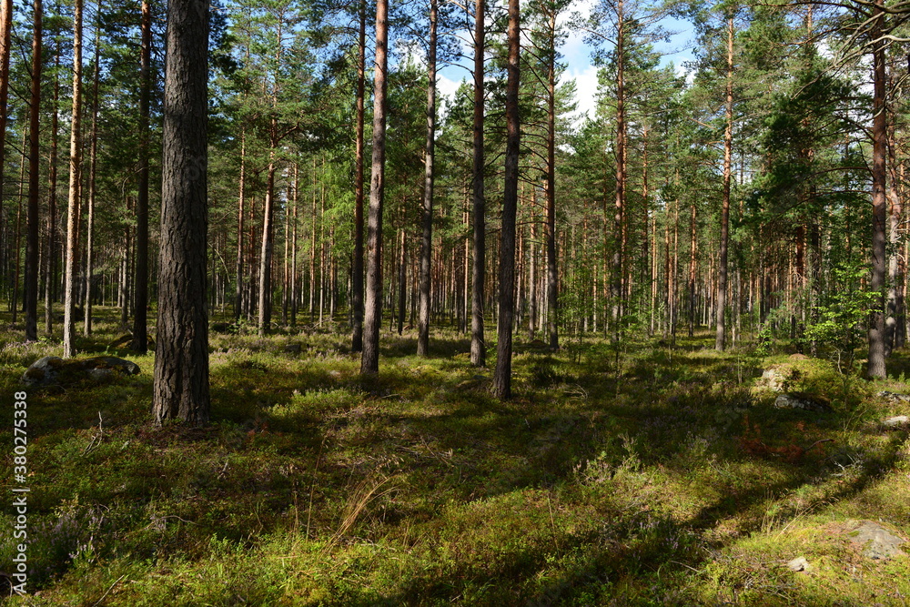 Pine forest in morning sunlight and shadows on the land in blooming flowers heather Pine forest in morning sunlight and shadows on the land in blooming flowers heather
