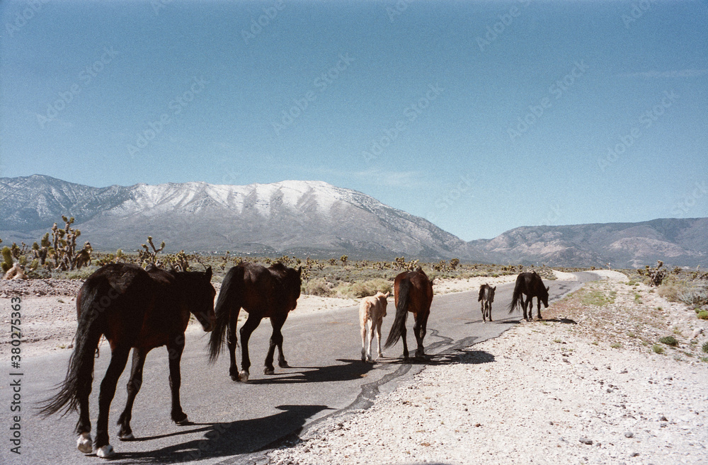 Band of Horses Walking Down Desert Road Band of Horses Walking Down Desert Road