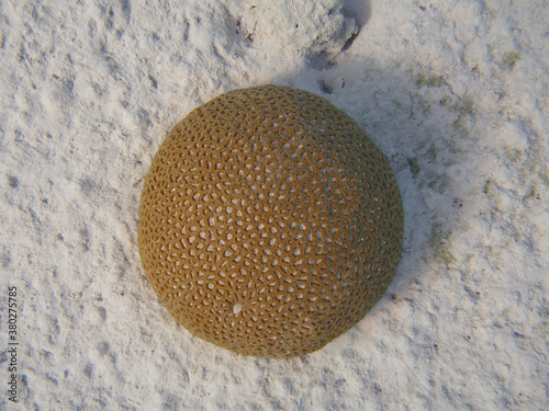 Hard coral Favia lacuna on the sandy sea bottom