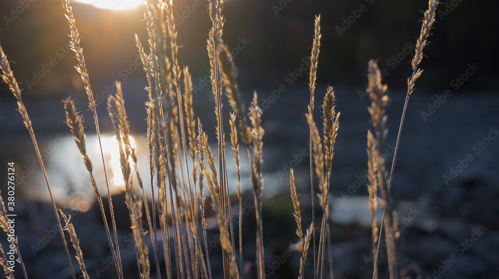 grass in the wind grass in the wind
