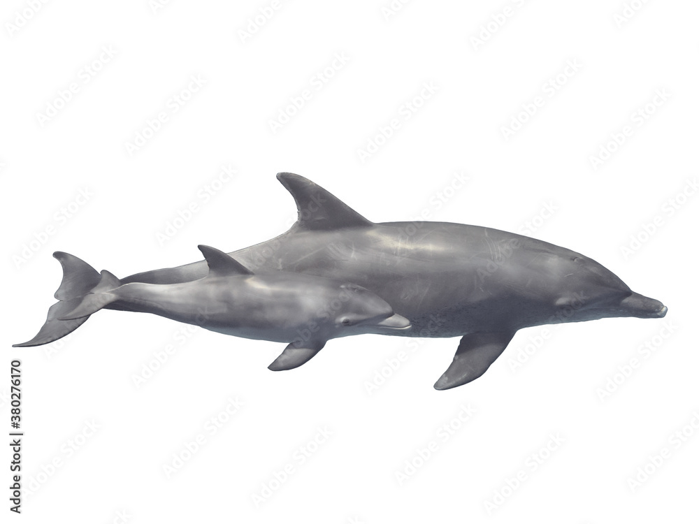 Fototapeta premium Two bottlenose dolphins (baby and mother) isolated on white background, selective focus
