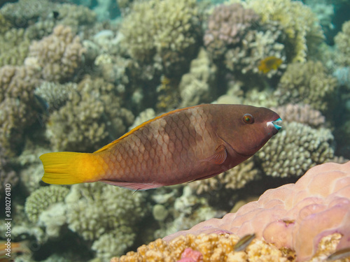 Rusty parrotfish fish (Scarus ferrugineus) swimming over the colorful coral reef in the Red Sea, selective focus