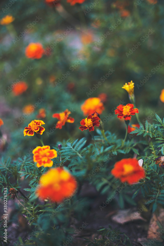 Orange flowers in the garden Orange flowers in the garden