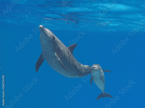 Two dolphins  cute baby and mother  swimming underwater in the blue tropical ocean