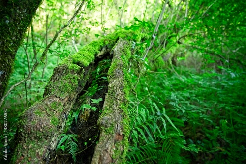 Moss covered fallen tree in deep forest