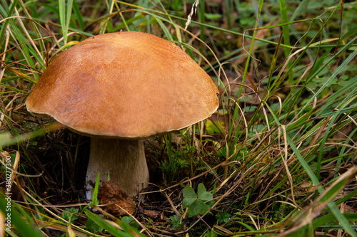 In September the rains came, and then all at once grew mushrooms: boletus and boletus,and boletus, and white.