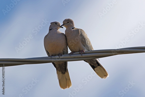 Pair of collared mourning doves Latin streptopelia deaocto male and female perched on a wire preening each other in Italy pigeon columbidae family