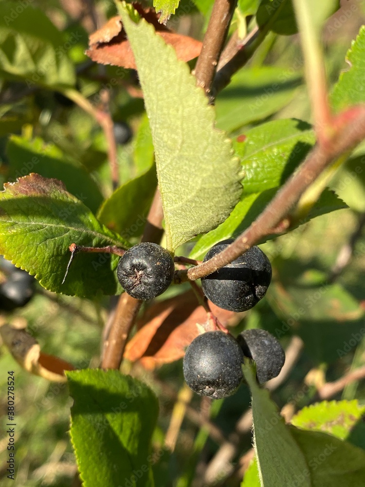 berries berries