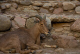 mountain goat on the rocks
