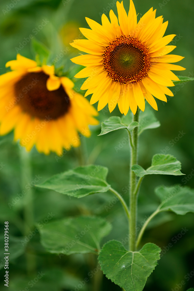 sunflowers sunflowers