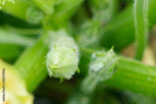 zucchini on the vine