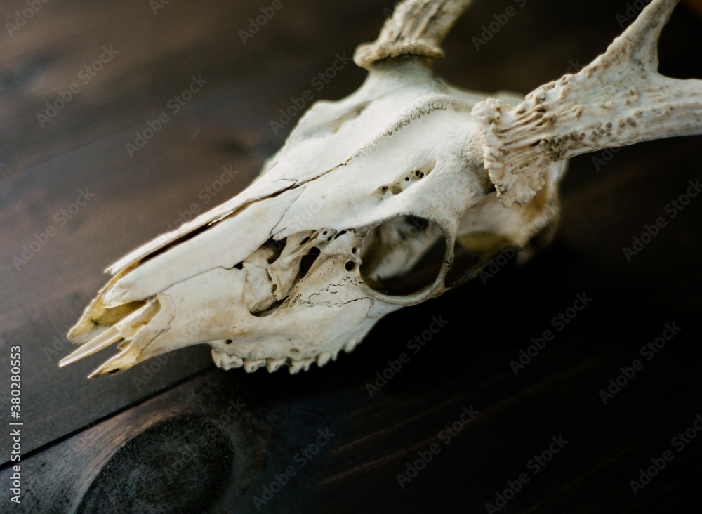 White natural deer buck skull on dark wood background White natural deer buck skull on dark wood background