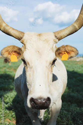 Portrait of horny maremmana cow looking at the camera with some flies around her photo