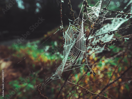 Wet spider web in dew