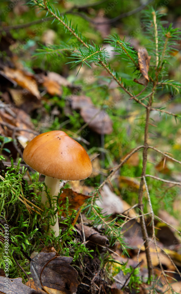 Amanita fulva mushroom, also known as the tawny grisette Amanita fulva mushroom, also known as the tawny grisette