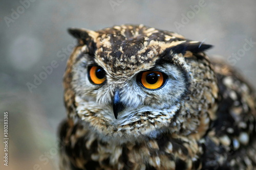 Eurasian Eagle Owl photo