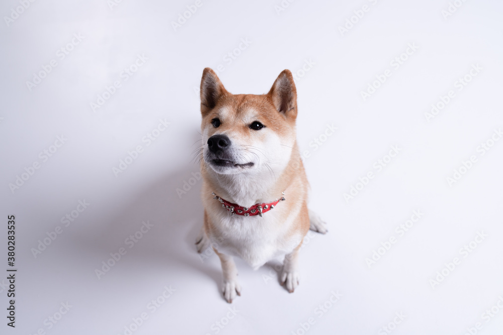 Dog of Japanese breed Shiba Inu looks up attentively. Studio portrait. Wet nose close up. Selective focus. Concept canine scent, sense of smell, healthy dog. White background. Isolated.