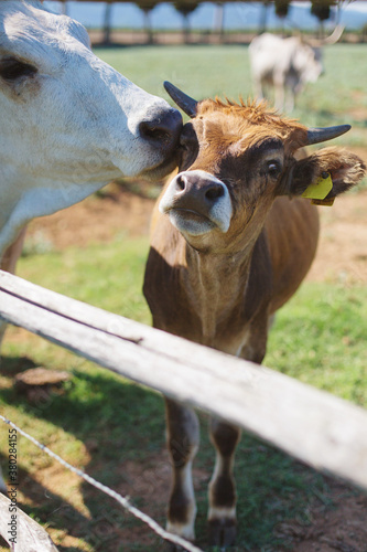 Detail of mother cow licking and cuddling her calf with little horns photo