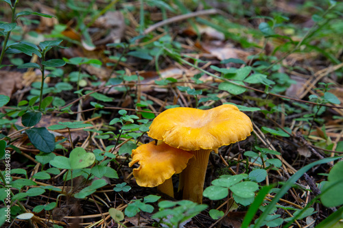 Cantharellus cibarius chanterelle In the forest among the moss. An edible mushroom.