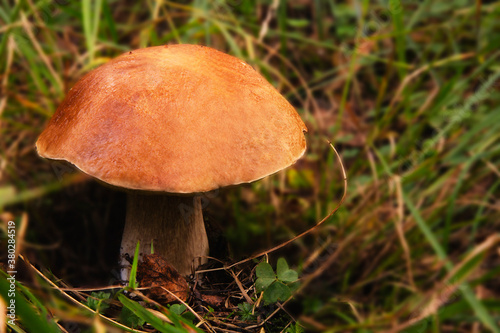 In September the rains came, and then all at once grew mushrooms: boletus and boletus,and boletus, and white.