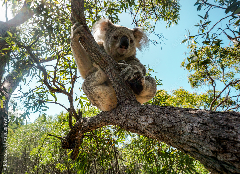 Obraz premium Koala Chilling in a tree on Magnetic island, Queensland Australia