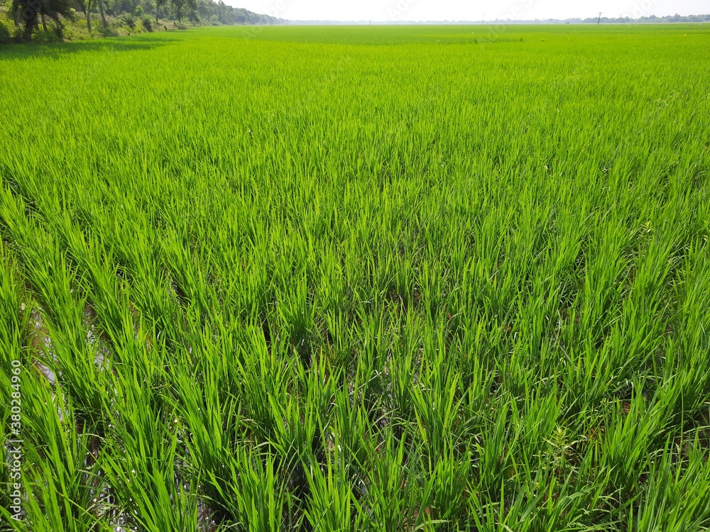 green field and sky, green grass in the wind, Green paddy field in india, beautiful green rice field in India. Green grass landscape. Green paddy field in India. green field and sky, green grass in the wind, Green paddy field in india, beautiful green rice field in India. Green grass landscape. Green paddy field in India.