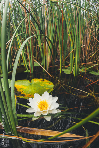 water lily photo