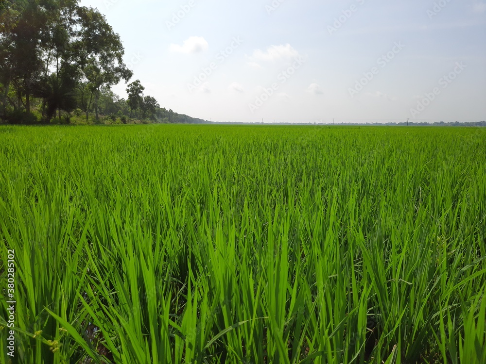 green field and sky, green grass in the wind, Green paddy field in india, beautiful green rice field in India. Green grass landscape. Green paddy field in India.	