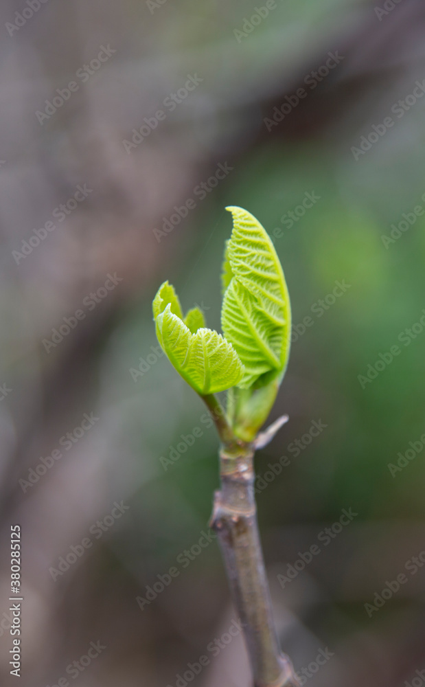 tree branch with buds background, spring flower buds tree branch with buds background, spring flower buds