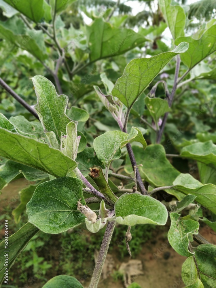 Infected aubergine (Also known as eggplant in America and Brinjal in India) Plant Infected aubergine (Also known as eggplant in America and Brinjal in India) Plant
