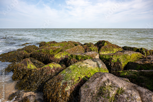 Coastal rocks covered with bladderwrack and Blidingia minima green seaweed photo