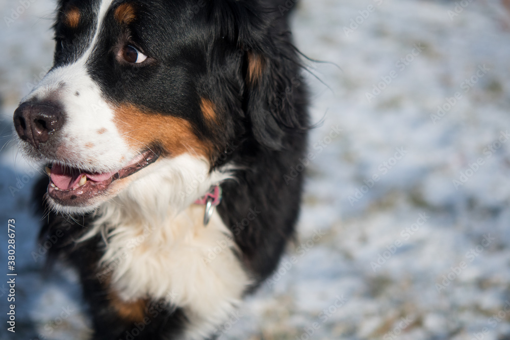 bernese mountain dog smiling in the snow