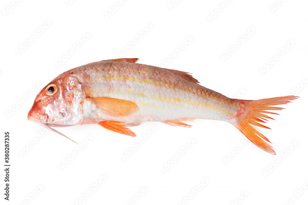 Fototapeta premium Striped red mullet - Mediterranean fish Triglia di scoglio 