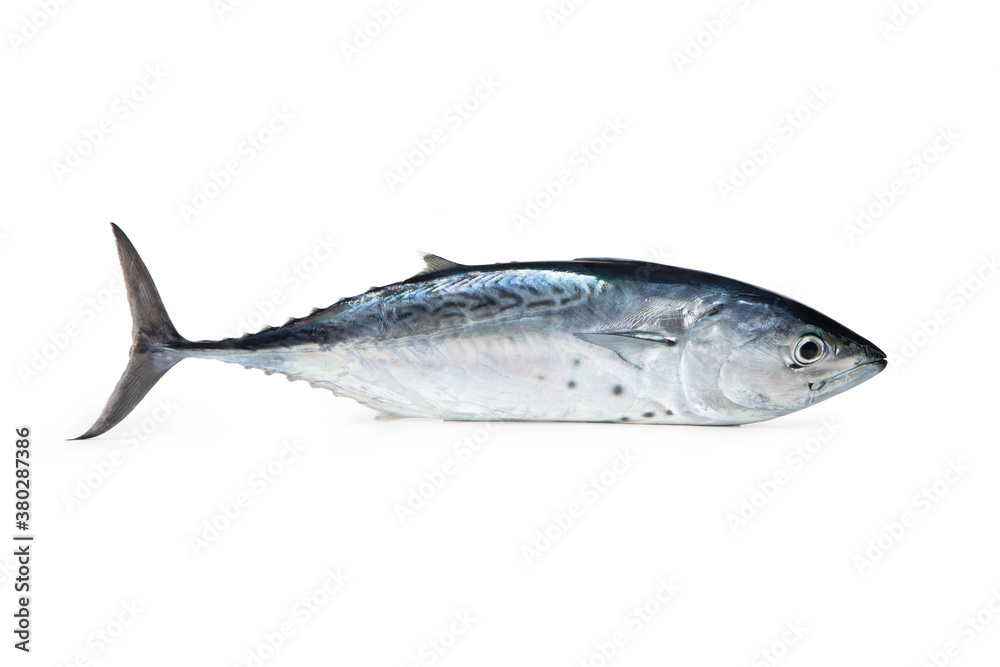 Little tunny - Mediterranean fish Tonnetto o Alletterato Little tunny - Mediterranean fish Tonnetto o Alletterato