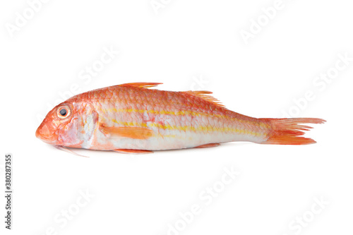 Striped red mullet - Mediterranean fish Triglia di scoglio "Mullus surmuletus"