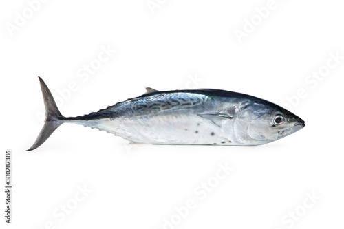 Little tunny - Mediterranean fish Tonnetto o Alletterato "Euthynnus alletteratus"