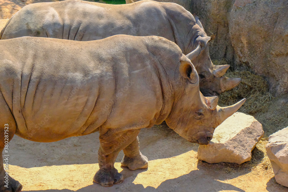Fototapeta premium Two white rhinos in the wild close-up. Wild mammal animals. 