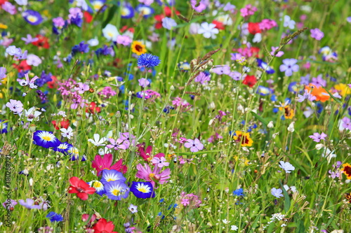 Fototapeta Naklejka Na Ścianę i Meble -  Farbenfrohe Blumenwiese in der Grundfarbe grün.mit verschiedenen Wildblumen.