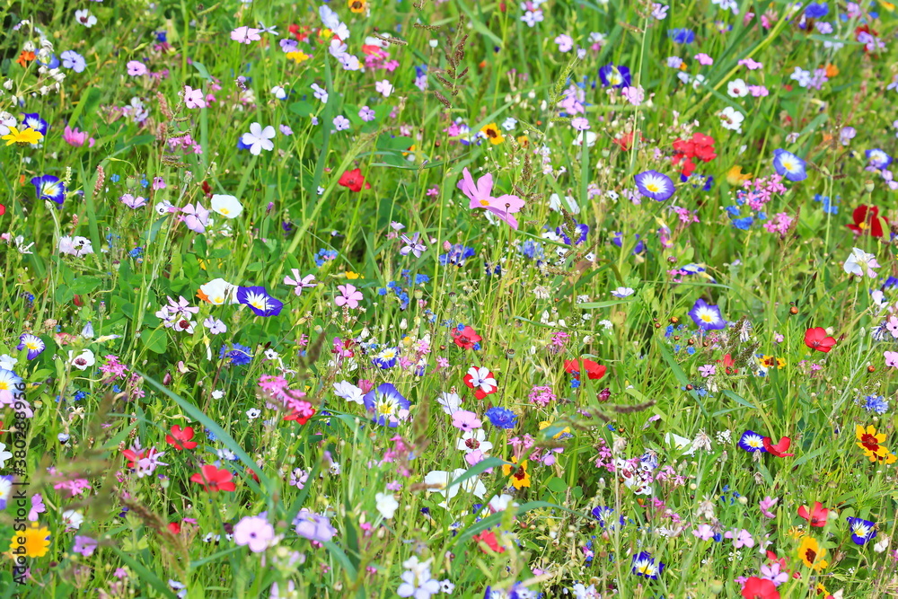 Farbenfrohe Blumenwiese in der Grundfarbe grün.mit verschiedenen Wildblumen.