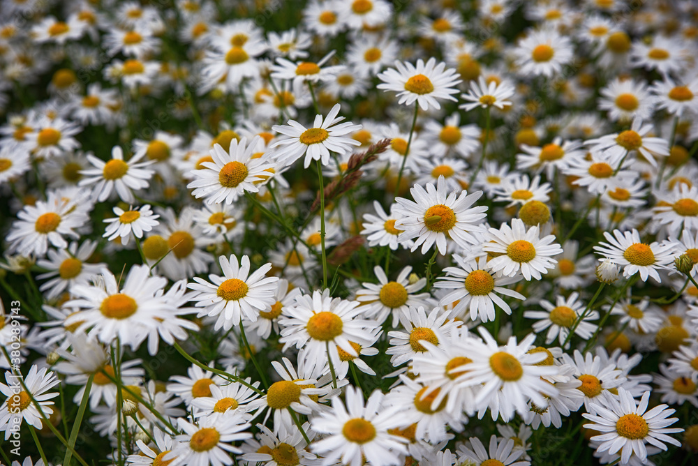 Chamomiles gardenfield. Summer background with Chamomiles Chamomiles gardenfield. Summer background with Chamomiles