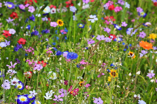 Farbenfrohe Blumenwiese in der Grundfarbe gr  n.mit verschiedenen Wildblumen.