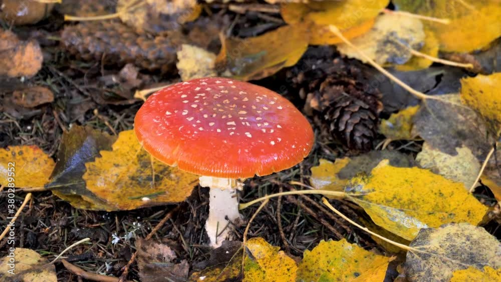 Closer look of the red head fly amanita mushroom Closer look of the red head fly amanita mushroom