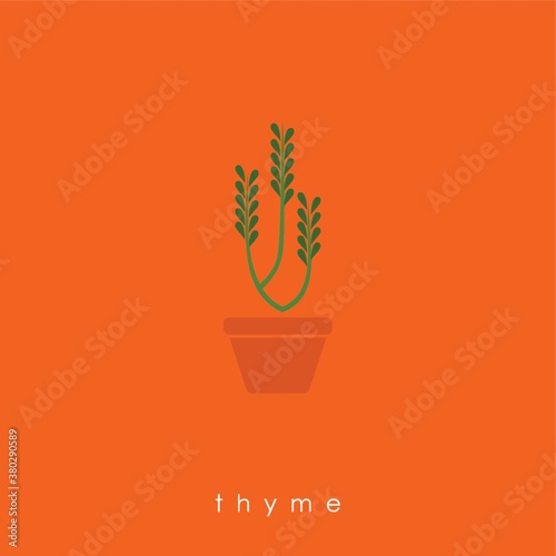 thyme plant