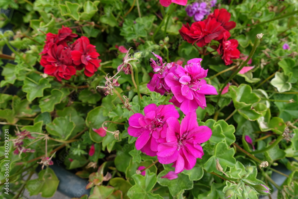 Fuchsia colored and red flowers of ivy-leaved pelargonium in August Fuchsia colored and red flowers of ivy-leaved pelargonium in August