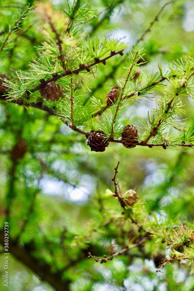 close up of needle tree and pine cone close up of needle tree and pine cone