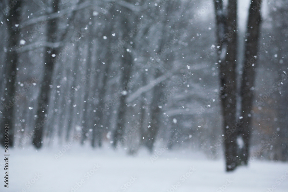 A Winter Woods During A Sudden Snow Storm