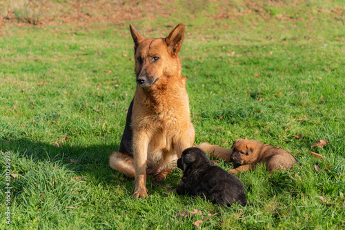 Perro Pastor © Johan Photography