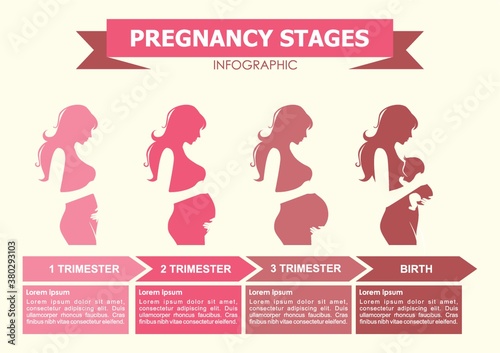pregnancy stages infographic