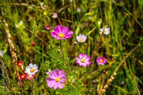 Close shot of colorful galsang flowers in Tibet, China. photo