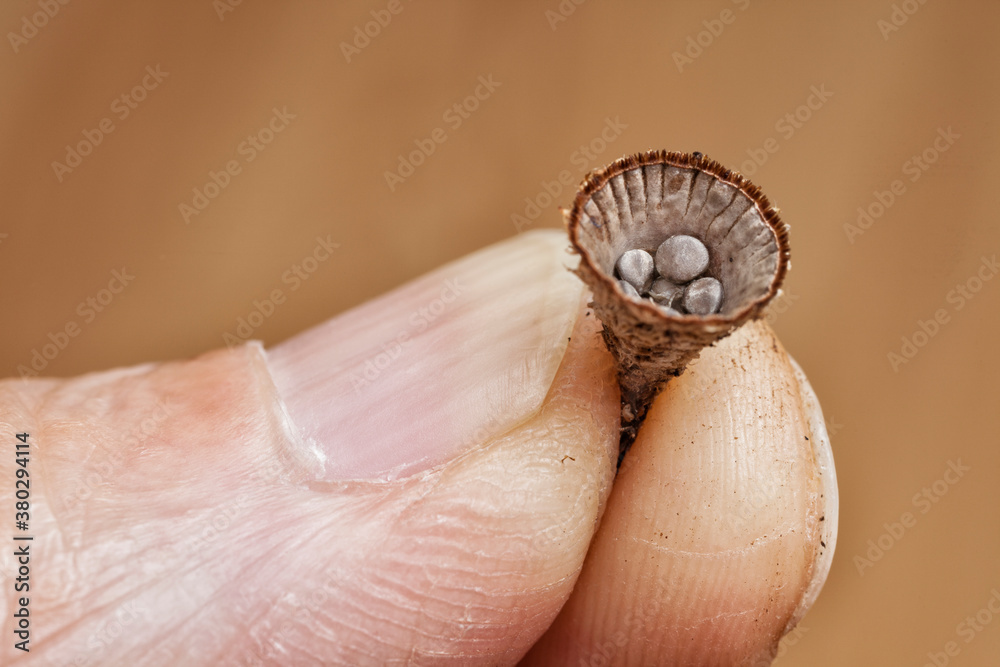 Bird's nest fungus held by thumb and finger Bird's nest fungus held by thumb and finger